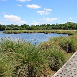 La Tourbière de Landemarais